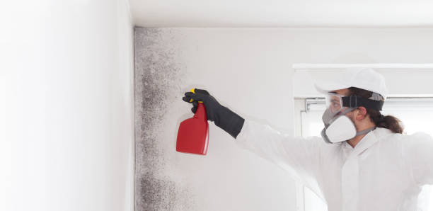 Best Post-Flood Mold Remediation in Satsuma, AL