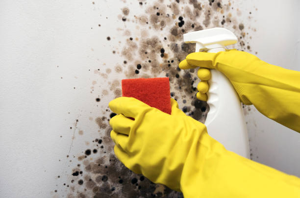 Best Basement Mold Remediation in Satsuma, AL