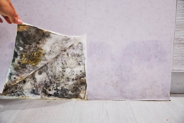 Best Localized Mold Remediation (e.g., coastal areas, humid climates) in Satsuma, AL